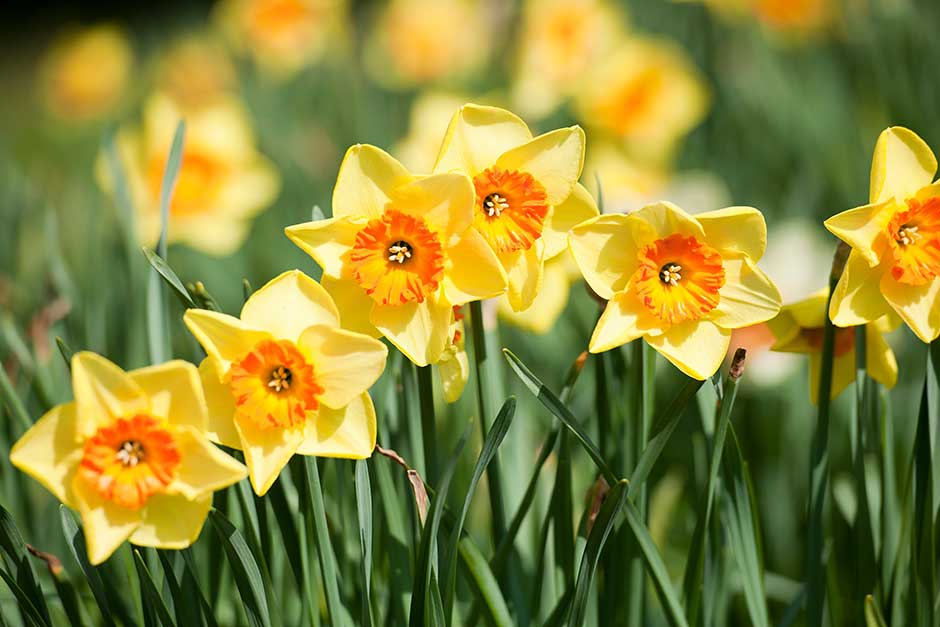 Discover daffodils