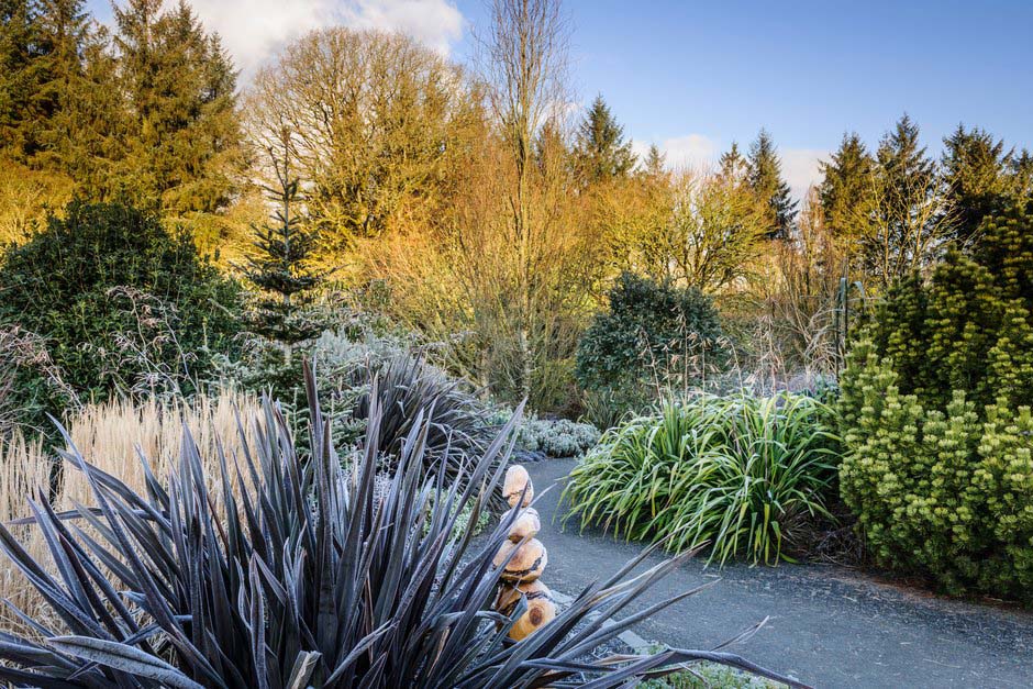 Evergreens look great when covered in frost