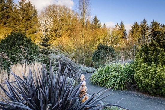 Evergreens look great when covered in frost
