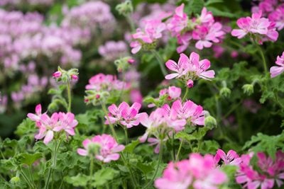 Pink pelargoniums
