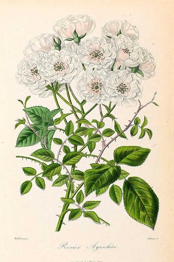 Rosier Ayrschire, lithograph from Roses et rosiers, 1873