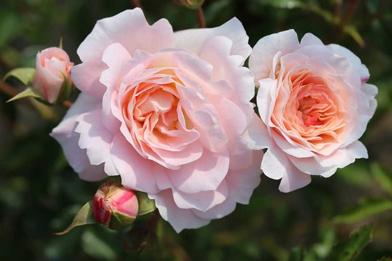 Rosa 'Sarah Elizabeth' in bloom