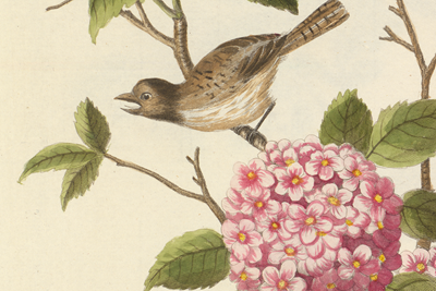 An illustration of a brown bird perched on a pink-flowered Viburnum shrub