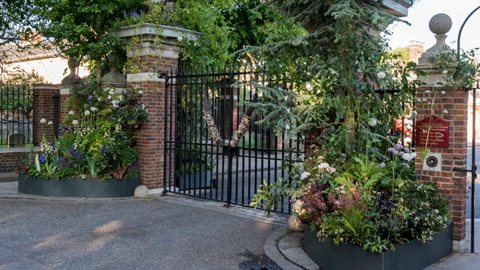 Kitten Grayson Flowers: Trees of Life