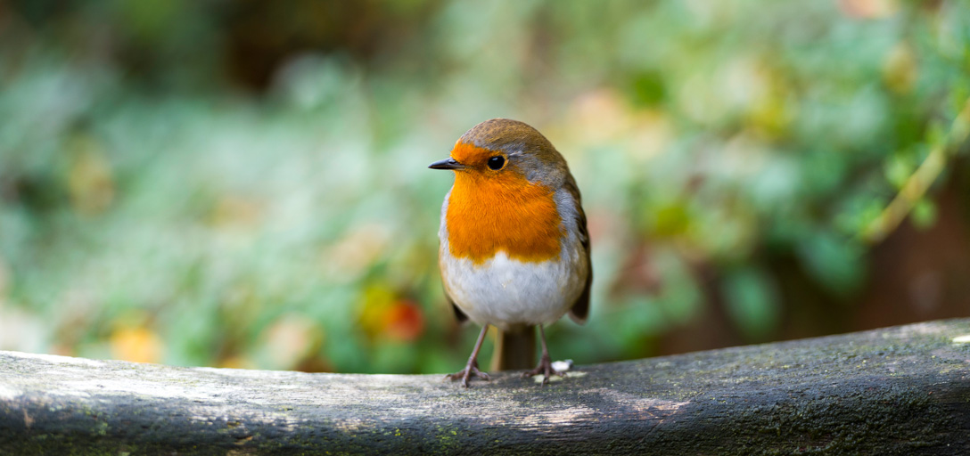 Shrubs and climbers for nesting garden birds / RHS Gardening