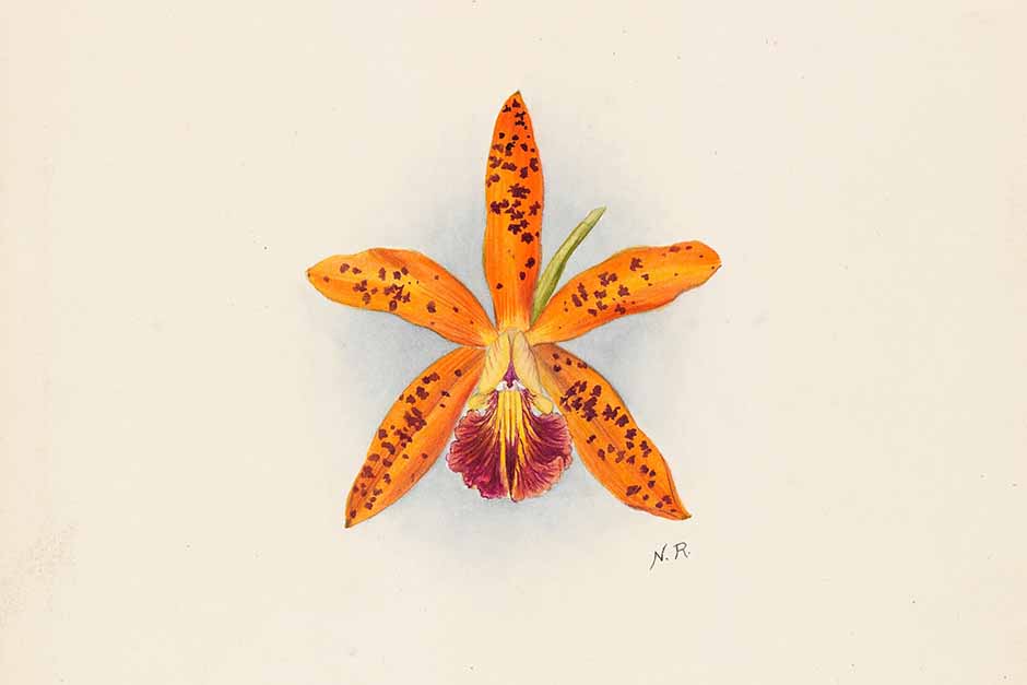Orchid botanical art