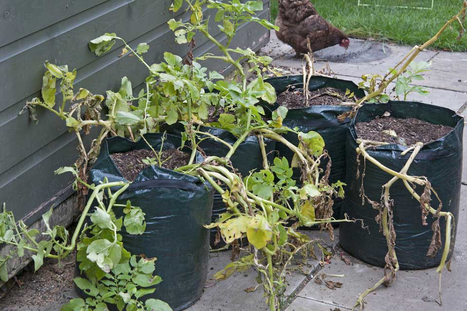 Potatoes in the playground: Growing in containers / RHS Gardening