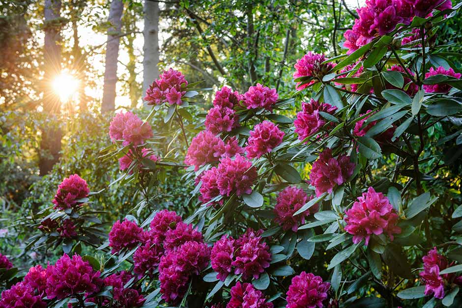 Discover rhododendrons