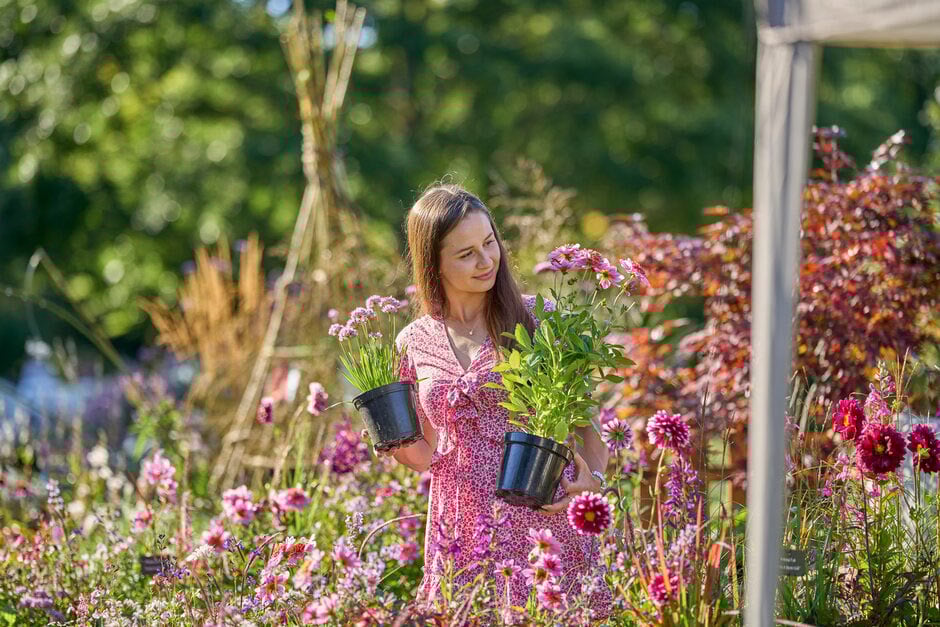 RHS Garden Rosemoor Festival of Flowers
