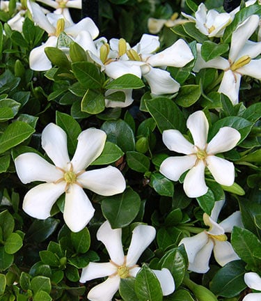 How to grow gardenias