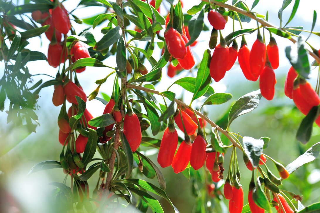 © Shutterstock                             Goji berries ripening on a branch