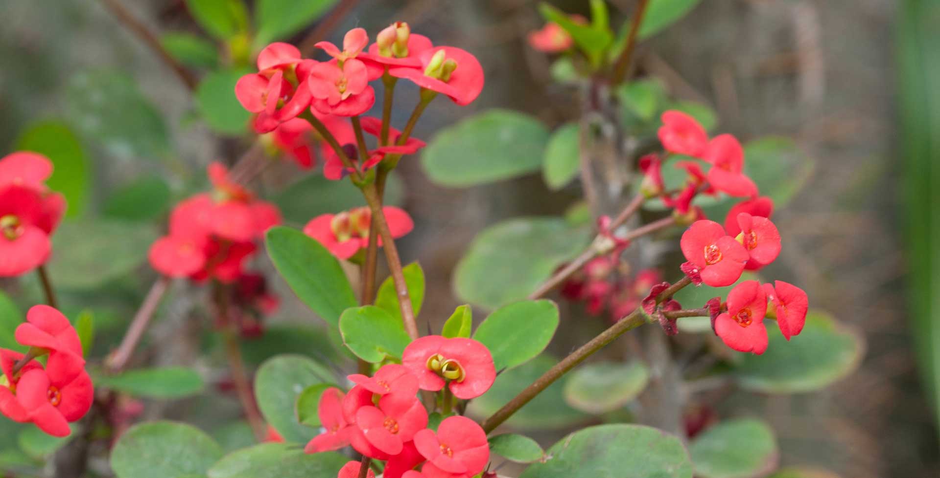 Crown of Thorns (Euphorbia milii): Care & Grow Guide