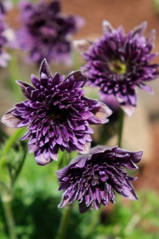 New plants: Pulsatilla 'Fairy Dreams' / RHS Gardening