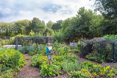 Liz Mooney on allotment