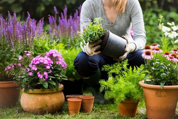 Person pruning a plant in winter