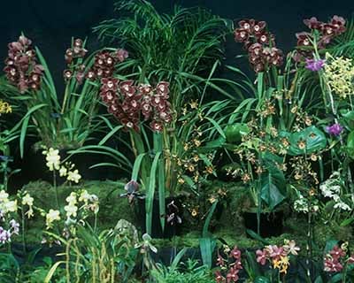 Danger and Desire: The seductive power of orchids