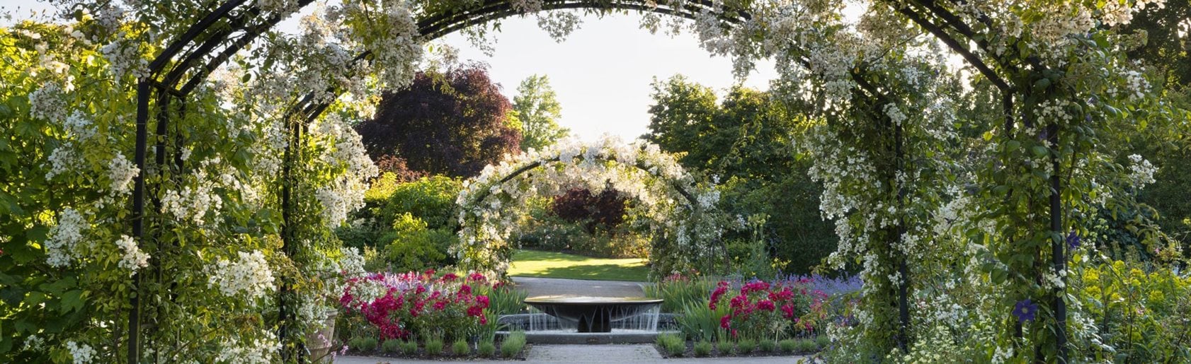 photograph of the garden