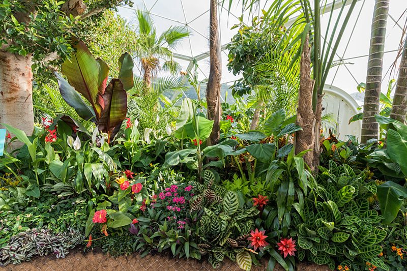 Exotic planting inside the dome