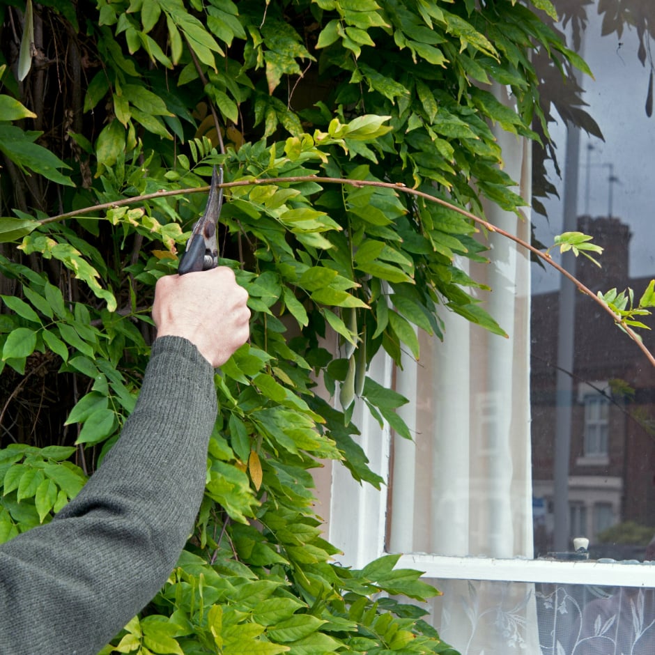 Wisteria: pruning / RHS