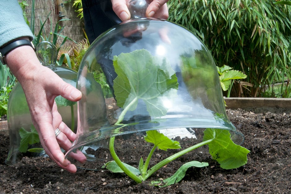 Putting a glass cloche over a recently planted courgette plant