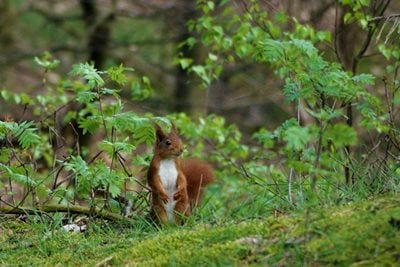 A red squirrel standing alert among grass and trees