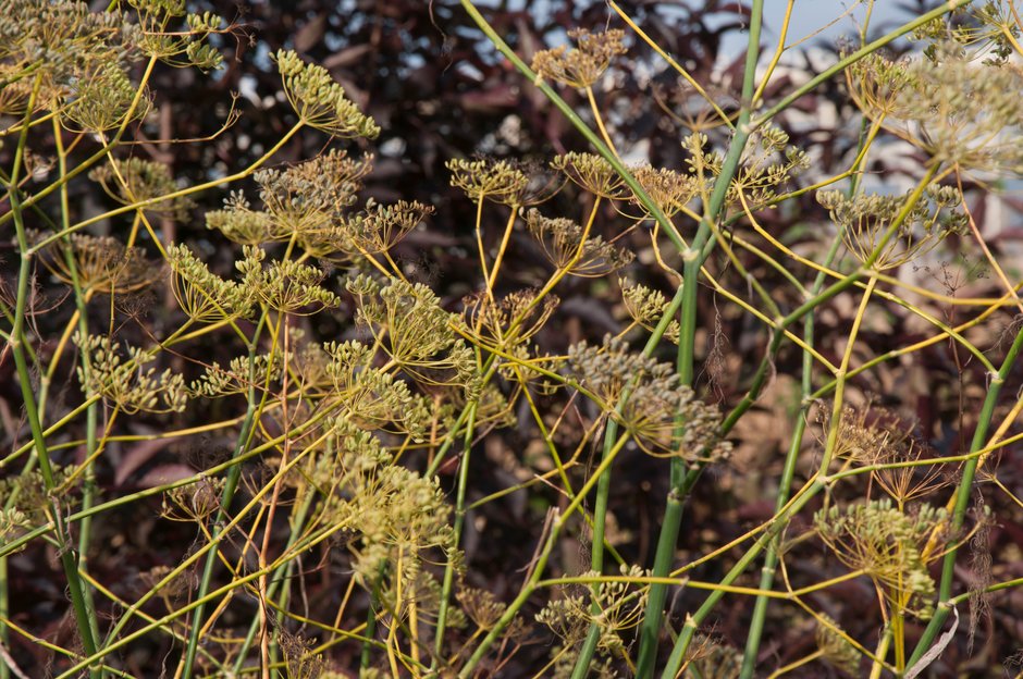 Fennel seedheads Fennel seedheads
