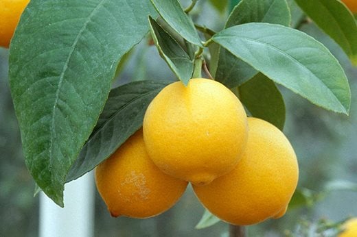 Citrus lemon plant