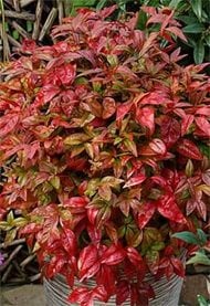 Nandina Blush Pink develops these fantastic fiery tones in autumn.