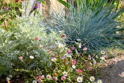 Erigeron karvinskianus daisies, blue Festuca glauca grass and silver foliage of Artemisia ‘Powis Castle’
