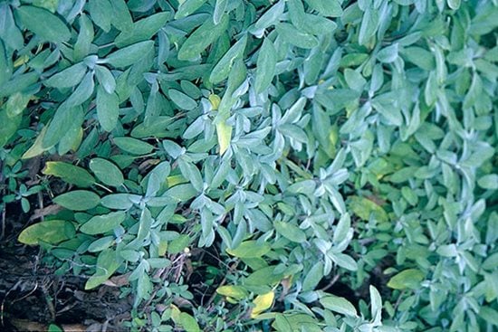 Growing Sage UK  How to Grow & Care For Sage - Herb Expert