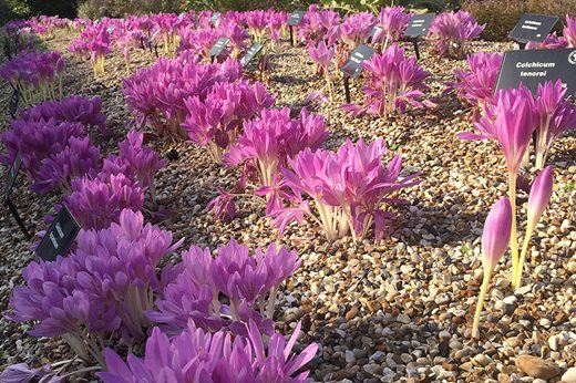 Colchicum trial at Hyde Hall