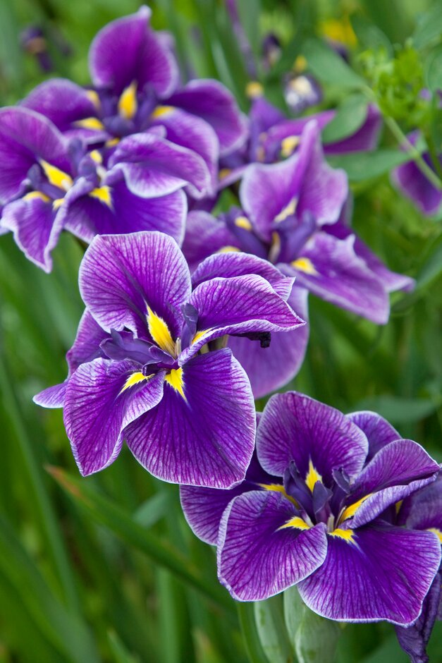 Iris ensata ‘Katy Mendez’