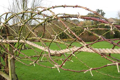 Roses pruned over ropes at RHS Garden Hyde Hall