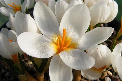 10 Agm Plants With Winter Fragrance Rhs Gardening
