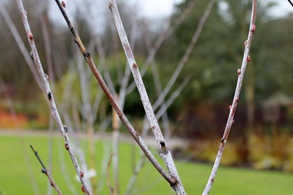 The white-bloomed stems of Salix irrorata