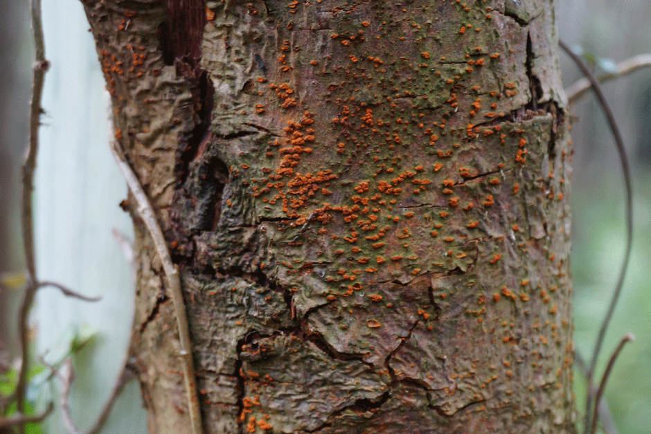 Sweet chestnut blightSunken and discoloured bark caused by sweet chestnut blight (Cryphonectria parasitica)