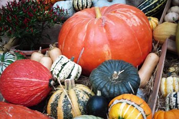 A varied array of pumpkins and squashes