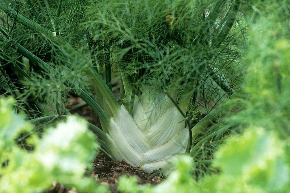 Growing your own vegetables / RHS Gardening