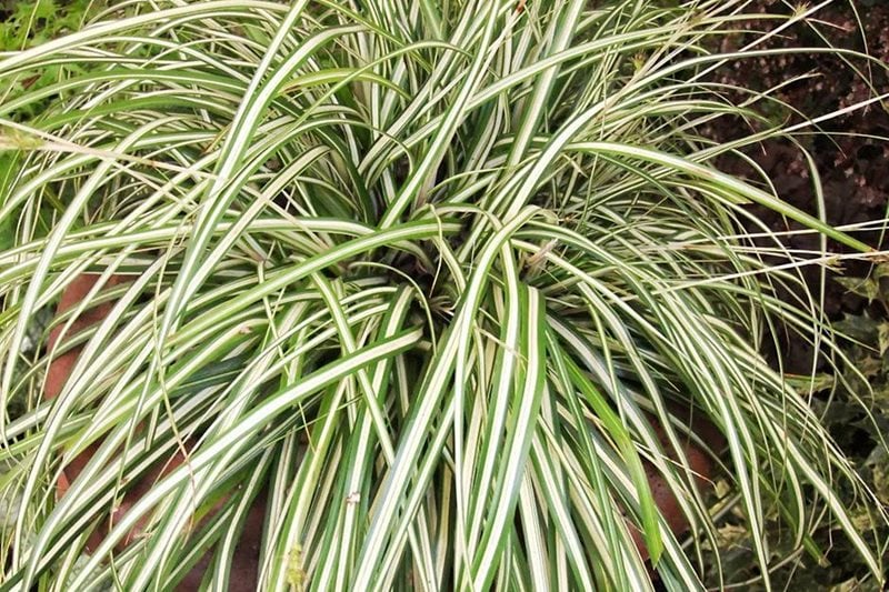 Carex oshimensis 'Evergold' - not a grass!