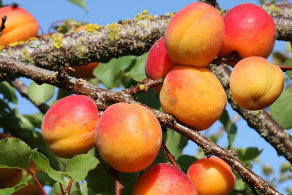 to grow Apricots RHS Fruits