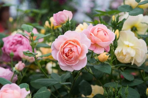 Discover roses