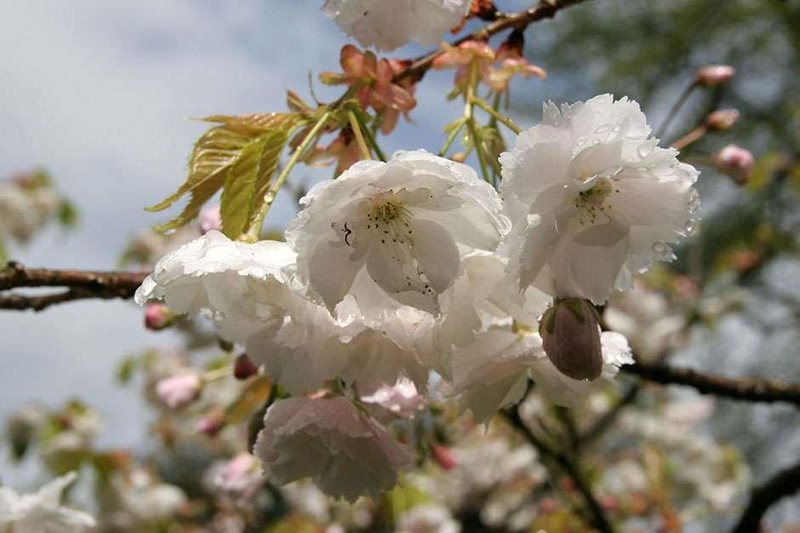 Cherry trees suitable for small gardens / RHS Gardening