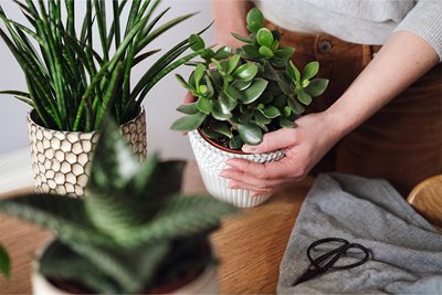 Repotting up a houseplant into a decorative container