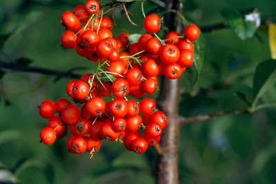 Plant portrait of Pyracantha 'Orange Glow'