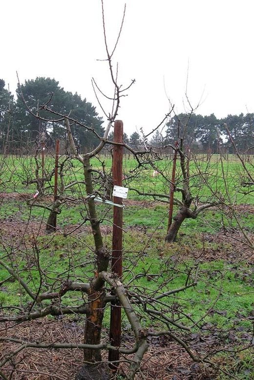 Apple tree after pruning