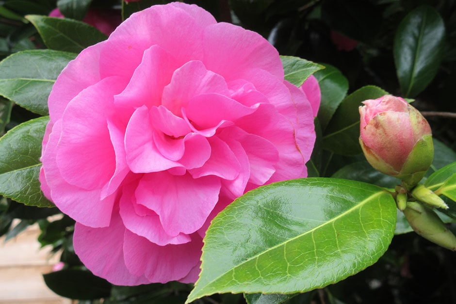 Camellia × williamsii ‘Yesterday’ Credit: Dr K Westbrook