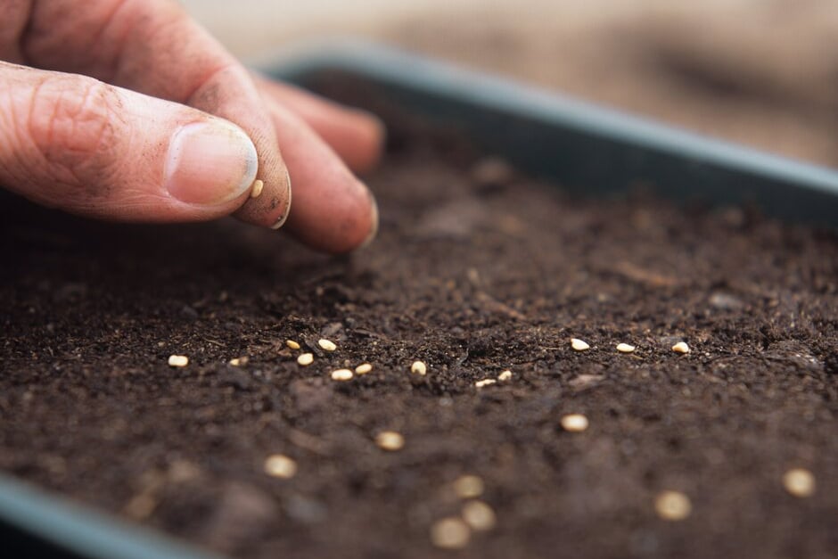 Sowing seeds of tender crops in a seed tray indoors