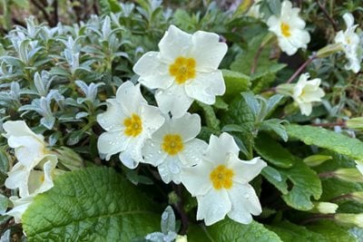 Raindrops on pale yellow primrose flowers 