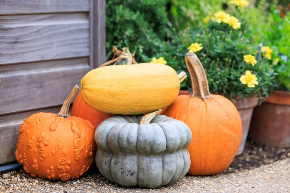 A group of pumpkins of different varieties at RHS Wisley