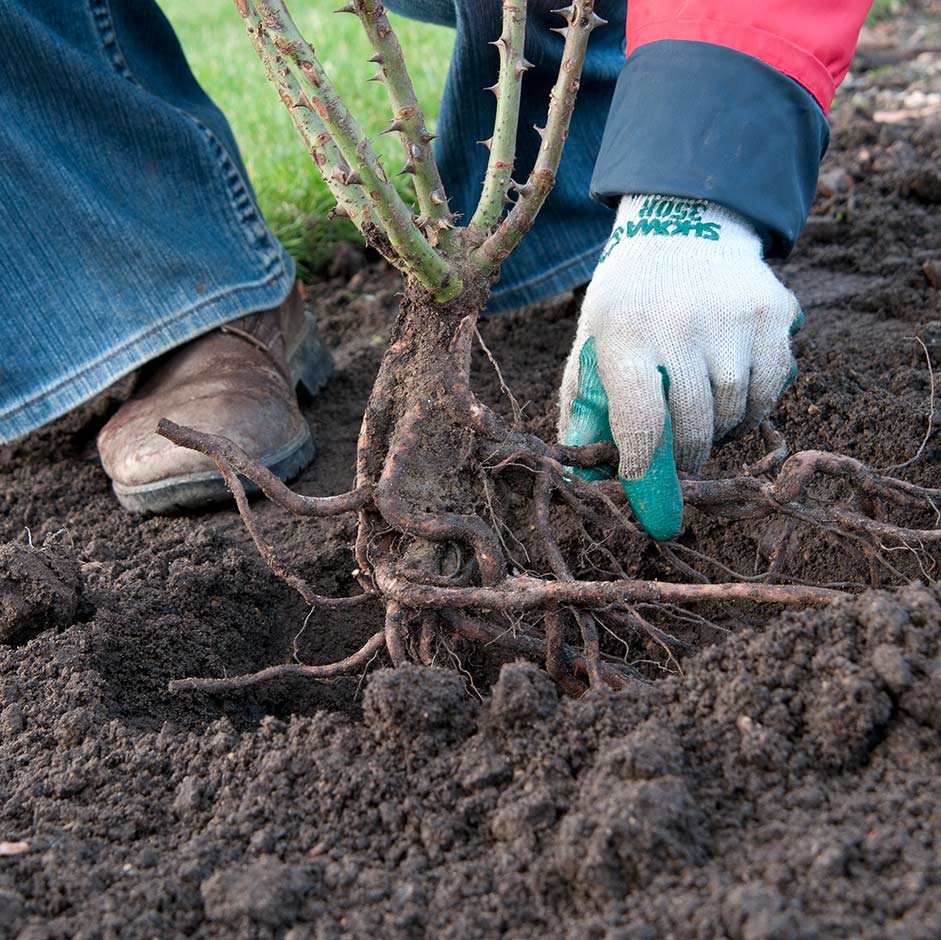 Planting a bare root rose